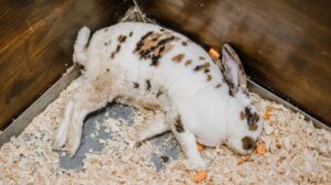 Preventing Rabbit Disease In Rabbitry