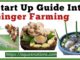 Start Up Guide Into Ginger Farming
