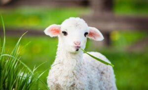 All About Sweet Little Lambs 