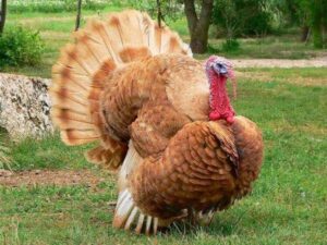 Heritage Turkey Breeds In Poultry Farming