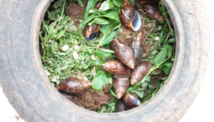 How Safe Is A Home Based Snail Farm?