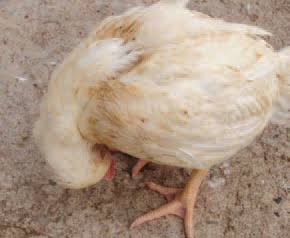 Nutritional Deficiency In Poultry Farming