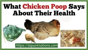 What Chicken Poop Says About Their Health