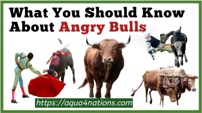 What You Should Know About Angry Bulls
