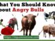 What You Should Know About Angry Bulls