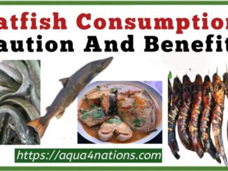 Catfish Consumption; Caution And Benefits
