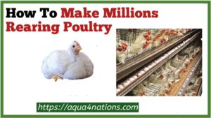 How To Make Millions Rearing Poultry