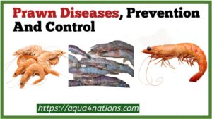 Prawn Diseases Prevention And Control