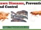 Prawn Diseases Prevention And Control