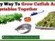 Easy Way To Grow Catfish And Vegetables Together 1