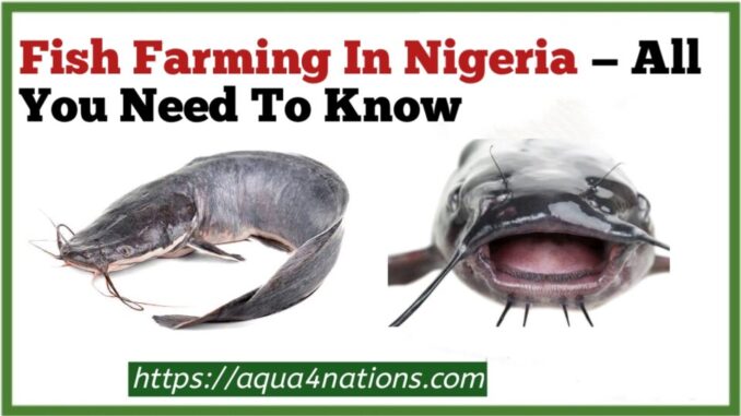 Fish Farming In Nigeria — All You Need To Know