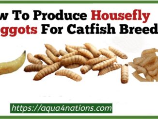 How To Produce Housefly Maggots For Catfish Breeding
