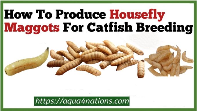 How To Produce Housefly Maggots For Catfish Breeding