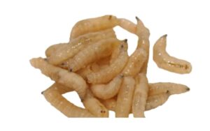 Produce Housefly Maggots For Catfish Breeding