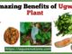 Amazing Benefits of Ugwu Plant