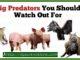 Pig Predators You Should Watch Out For