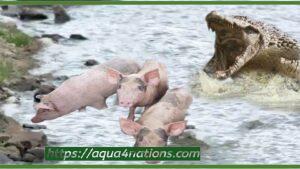 Pig Predators You Should Watch Out For
