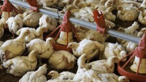 Space Requirements In Poultry For Improved Productivity