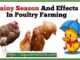 Rainy Season In Poultry And Its Effects