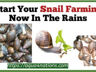 Start Your Snail Farming Now In The Rains