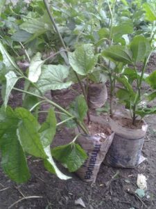 Amazing Benefits of Ugwu Plant