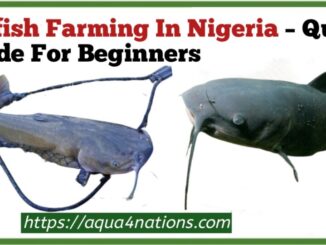 Catfish Farming In Nigeria – Quick Guide For Beginners