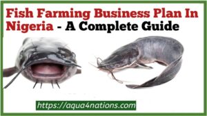 Fish Farming Business Plan In Nigeria - A Complete Guide