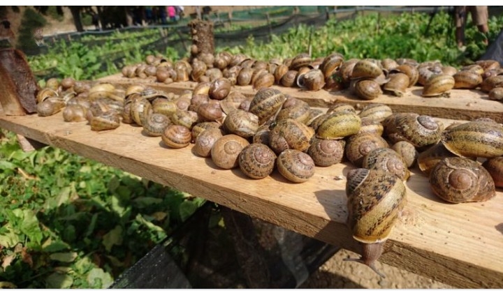 basic-requirements-for-snail-farming-business