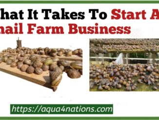 What It Takes To Start A Snail Farm Business