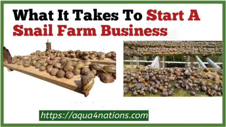 business plan for snail farming