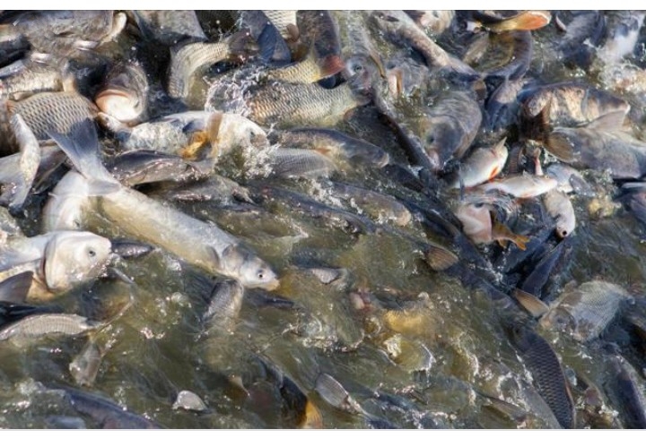 history-of-fish-farming-in-nigeria-aqua4nations