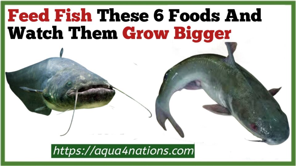 FISH EAT GROW BIG!! - Feed And Grow