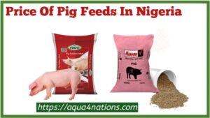 Price-of-pig-feeds-in-Nigeria-2023-Market
