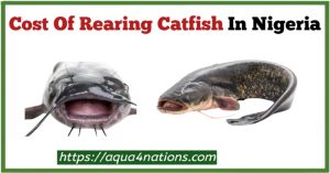 Cost of rearing catfish in Nigeria