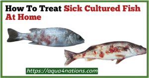How To Treat Sick Cultured Fish At Home